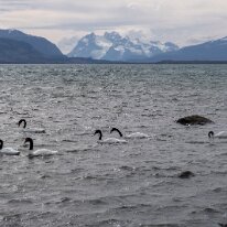 IMG_3072 13/01/2019 - Merveilleuses créatures de la Nature : des cignes à col noir qui vivent aussi bien en eau salée qu'en eau fraiche, étonnant. Ah! These elegant...